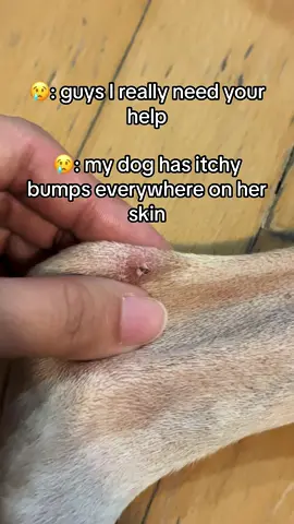 Any of your dogs experience these problems too? 😢 let me know what helps! #fypシ #fypシ゚viral #viral #dog #dogsoftiktok #dogs #drshiba #drshibahappytummy #doglover #dogdoctor #pet #petlover 