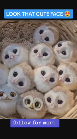 cut owls head  follow for more #owls #owlsoftiktok #owls🦉 #owlhouse #owllovers #fyp 