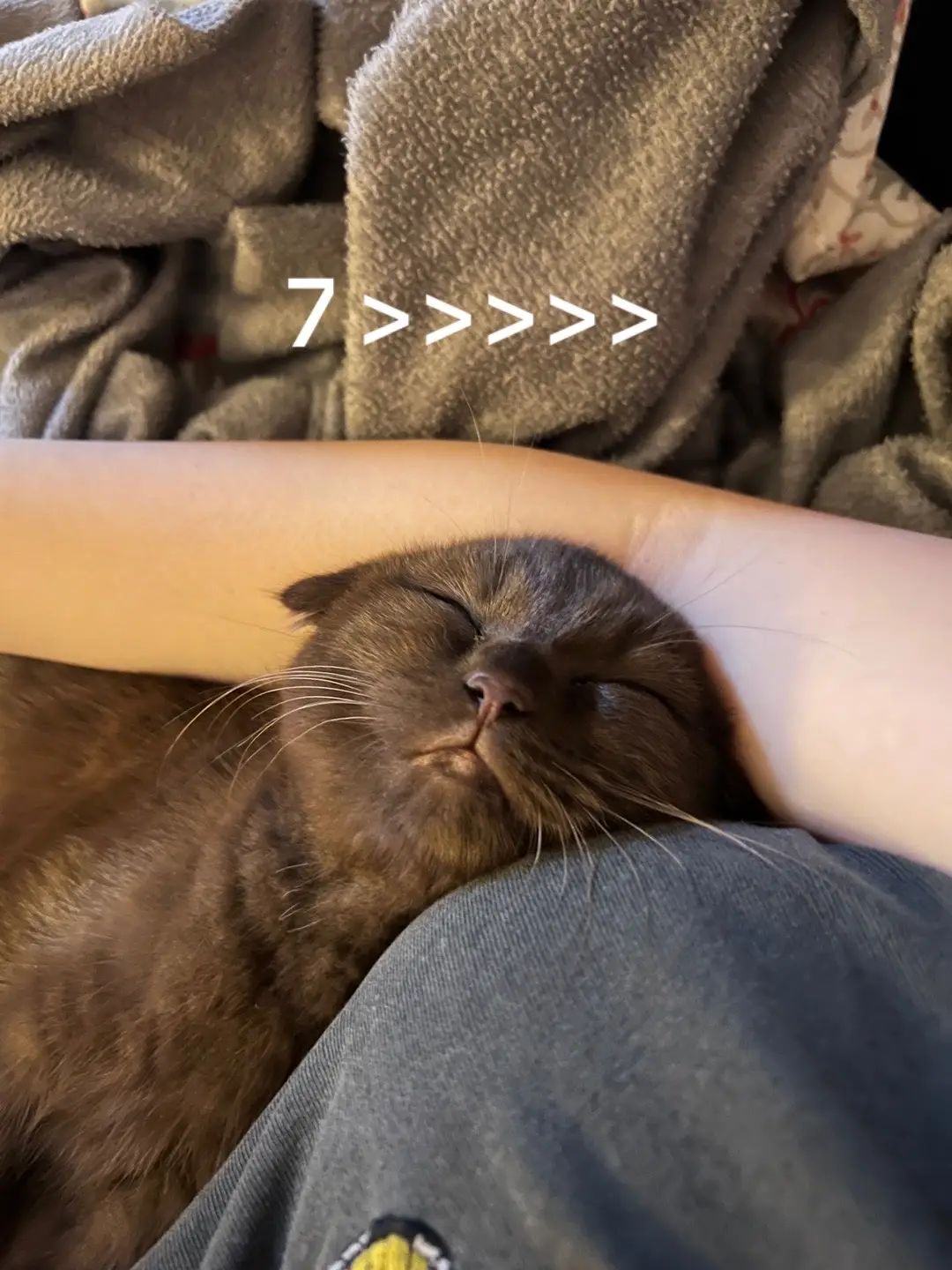 WE LOVE FEET PICS #browncat #catsoftiktok #cattok #toebeans #chocolatecat #feet 