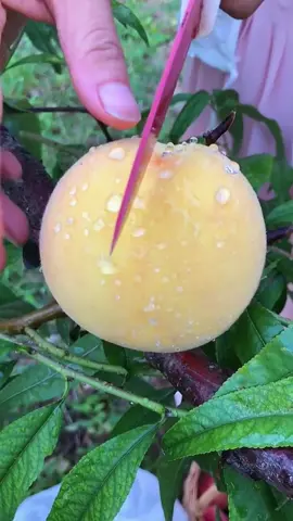 OMG 1 minute 😱  !! 🍋🍓🍑🥝🥭🍍 #fruit #asmr #fyp #fypシ #fy