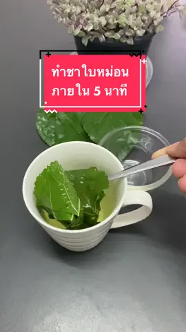 ทำชาใบหม่อนง่ายๆ ภายใน 5 นาที🥰#ชาใบหม่อน#ใบม่หม่อนทำชา#ปลูกต้นหม่อน #ปลูกผัก #ลูกผักภูเก็ต