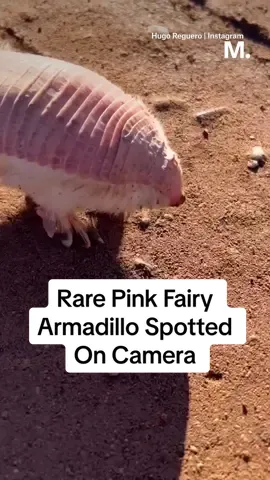 A rare pink fairy armadillo was spotted by a man in Argentina. These elusive creatures are rarely ever seen, let alone filmed, largely because they're nocturnal, easily stressed, and spend a lot of time underground. #rareanimals #wildlife #wildlifephotography #pink #fairy #armadillo #animals #nature 