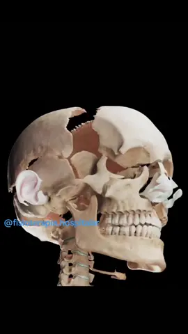 #anatomiahuma #anatomiamuscular #anatomia #anatomy #fisioterapia #fisioterapeuta #enfermagem #fisio #ossosdocranio #cranio #crânio #fh♿️ 