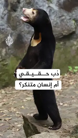 برأيكم.. هل هو دُب أم إنسان متنكر؟ #الجزيرة #إنتاج #تقرير #دب #الصين