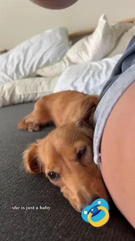 #dachshund #dachshundsoftiktok #weinerdog 