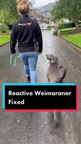 Reactive Weimaraner fixed. #weimaraner #weimaraners #bigdog #reactivedog #leashpulling #looseleashwalking #DogTrainer #fyp #viral 