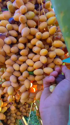 #موسم #التمر#اذا انطيك سلة تمر من وين راح تجي تاخذها ؟#بساتين_اليوسفية🍇 #نخل #المصور_صوفي📸 #اللهم_صل_وسلم_على_نبينا_محمد 