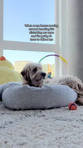 Disturbing nap time or improving nap time? 🤔 #dogmomlife #goldendoodle #dogsoftiktok 