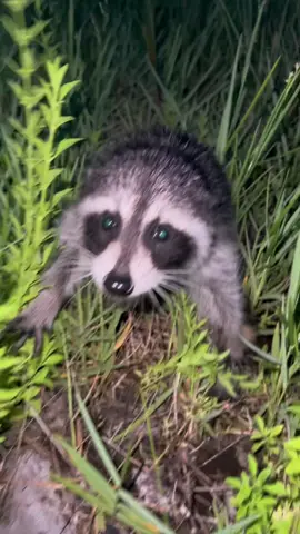 found this poor little baby in the middle of the highway—thankfully he was uninjured! not too happy about being moved off the road though 😂  #animals #florida 