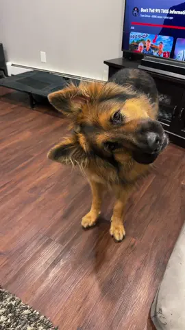 The head tilts 🥹🤣 #dog #dogs #dogsoftiktok #puppy #puppiesoftiktok #fyp #fypシ #foryoupage #loki 