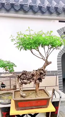 Bonsai dáng thú #caybonsai #caycanh #caycanhnghethuat #xuhuong 