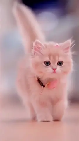 #Pet #CutePet #Cat #cuteanimals 