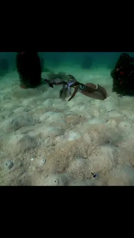 Do you want to fish for squid?  You can use this bait. #fishing #underwater 