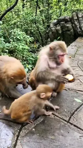 Bapak sama anak ganggu aj 😀 #binatang #monyetlucu #monyettiktok #hewanpeliharaan #hewanlucu #hewandidunia #kebunbinatang #kebunrayabogor #tamansafariindonesia #hewanimut #lucu_ngakak #viraltiktok #fypdongggggggg 
