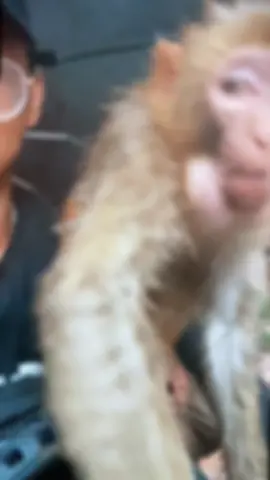 #tiktok #monkey #banana 
