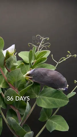 Purple pea time-lapse 42 days #timelapse #pea 
