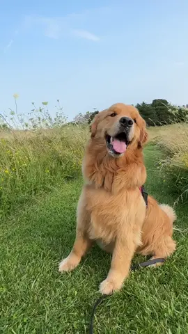 Evening walkies are da best #goldenretriever #golden #goodboy 