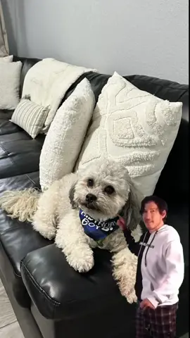 #CapCut my baby boy! #dogsoftiktok #dogmom #dogtok #puppiesoftiktok #havanese 