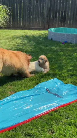 Bulldozing his little bro since day one 😱 #goldenretrievers #dogsoftitok #brotherlylove  
