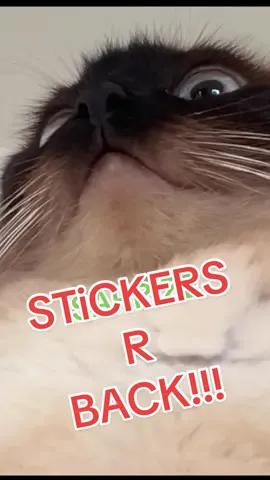 🚨STICKER GIVEAWAY!! 🚨TELL ME WEN U FOLLOW/ comment MY ARTIST  @Brenna !!!!!!! FOR THE GIVAWAY LMOA 🥴🥴🥴#bagagwa #charals #catsoftiktok 