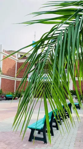 University Of The Punjab | Institute Of Business Administration | Cinematics | Aesthetics 🎦❤️#aesthetic #cinematic #pu #nature #beauty #iba 