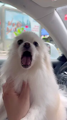 Does anybody speak dog?  translate what he is saying pls 😂  #pomeranian #hello #talkingdog #pom #pomeranians #dog #dogs #puppy #dogstagram #doglover #Love  #dogoftheday #cute   #doglovers #fyp #dogstalk #dogtalking #talkingdogs #pets #dogs  #pomeranianlove #funnymoments #funnydogs #adorable #pompom #funnypets #fluffy #pet #poms #pomsoftiktok #pommymommy #pommy 