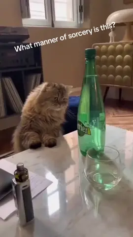 What manner of sorcery is this???? 🤯😂  #viewsproblem #foryou #viralvideo #fypage #10million #view #animalsoftiktok, #animals, #PetsOfTikTok, #pets #cats #catsoftiktok