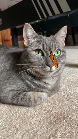 butterfly cat 🦋🦋 #iwishcarswerereal😔 #biscuitmaker 