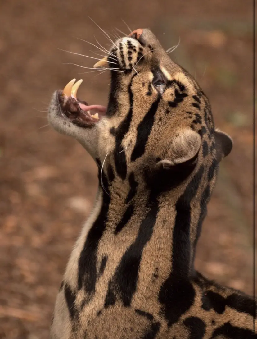 Clouded leopard, unfortunately these beautiful felines are endangered! Tags: #fyp #fypシ #foryou #foryoupage #foryourpage #animalenthusiast #leopard #leopards #cloudedleopard 