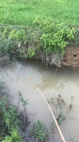 #cauca #batca #Vlog #trending #fish #fishing #fishtok #fyp #viral #xuhuong #fishinglife