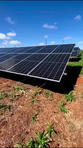 + 1 usina fotovoltaica no solo.☀ Segue a melhor página de energia solar do Brasil @buscasolar 🌞 🔎🌞 Todos os direitos reservados ao proprietário, caso seja e desejar, manda mensagem para marcar ou tirar 🎥@Douglas_energia . #buscasolar #usinadesolo #solo #placasolar #sistemafotovoltaico #solarpower #energysun