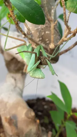 Mantis eating a spider 🥹 so cute 