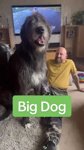 He keeps growing!!!!!! #irishwolfhound