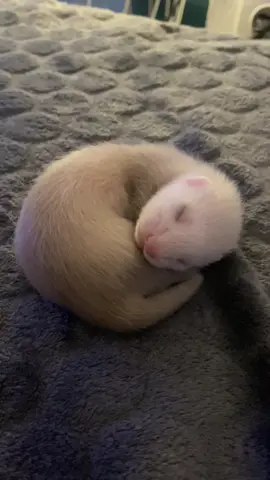 Baby ferret 🦦 #ferret #furet #babyferret #PetsOfTikTok #cuteanimals #ferretsoftiktok 