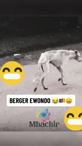 éeeeh aaahh !!!! le chien skimi🤣🤣🤣🤣 #bergé_ewondo #237🇨🇲 