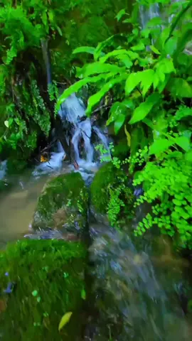 #airterjunmini terletak di hamparan hutan rimba bebas yang tanpa kita sadari bahwa alam kita kaya akan keindahannya siapkan tenaga energi'baru kita akan selalu menemukan menikmati indahnya pesona keindahan alam #seruhnyaalam #hutanfloresindonesia #fyp 