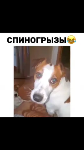 #спиногрызы #приколыссобаками 
