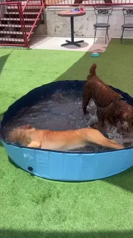 Whirlpool incoming 🌀 @Abby 😆 Who else likes to stay cool in the pool? 😎💦 (IG: @goldenbabybasil) #waterdog #summerlovin #dogsinpools #beattheheat #dogsplaying #funinthesun #backyardshenanagens #dogsoftiktok #greatpetliving 