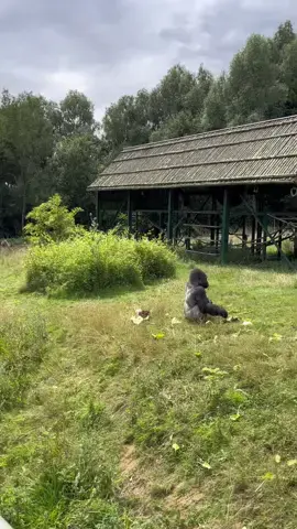 Our bachelor group enjoying a random feed of fruit and veg in their acre open top garden. Random feeds are important to prevent animals anticipating food and encouraging them to actively forage in the garden not knowing when we’ll next be along. #gorillas #conservation #wildlife 