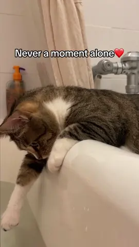 Covid cat has some separation anxiety…#SusanTheCat #CovidCat #seperationanxiety 