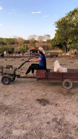 Passeio com o Bebê no Motocultivador🚜🩵 . #motocultivador #tratorito #trator #carreta #carretinha #afazenda #roca #shitzu #shitzulover #shitzubrasil #cuteanimals #agrolife #roca #boi #casadecampo #cabelao #cabelogrande #cabelonatural #rapunzelhair #vidasimples #toyama #minitratores #gado #gadodeleite 