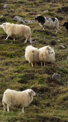 #sheep #lambs in #ecological #clean #iceland #NatureRelaxation #AnimalZen #BirdsofTikTok #CalmingWildlife #SerenityinNature #PeacefulAnimals #TranquilBirds #NatureVibes #WildlifeTherapy #NatureSounds #Viral #FYP #ForYourPage #RelaxationStation #NatureLovers #WildlifeWonder #TikTokRelax #ChillWithAnimals #ExploreNature #FurryFriends #natureserenade🌿🎵 