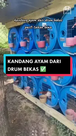 kandang ayam dari drum bekas, cukup menginspirasi #ayambangkok #ayambk #ayam #bangkok #solusiayam 