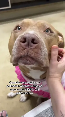 Tempo vai mais devagar por favor 🥹 #foryou#fy#fyy#foryoupage#viral#viralvideo#viraltiktok#trend#pitbull#dogsoftiktok#amor#challenge#pravc#Love#fypシ 