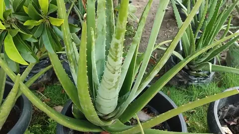 Lidah buaya berbunga #kecantikan #aloevera #lidahbuaya #fypシ゚viral #fypシ #fyp #viralvideo #berkebun #bungalidahbuaya #aloeveraflower 