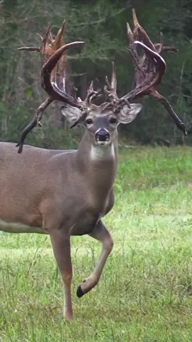 Can barely hold his head up😮😮 • • Follow @officialwhitetailfever❗️ Follow @officialwhitetailfever❗️ • • Vc: @highrollerhunting on insta • #buck #huntingdeer #hunting #whitetail #whitetailfeaver #whitetailhunting #bowhunting #riflehunting #bigbuck #hunting #deerreels #huntingvideos #bowhunter #archeryhunting #deerhunting #whitetailbuck #huntingbuddy #gamecamera #hunt #buckdown #Outdoors #bowhuntingwhitetails #deeredit #deerseason #huntingseason