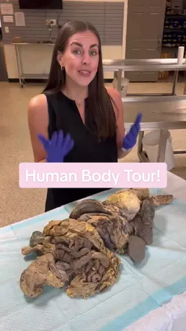🧠🫁🫀 Human Body Tour! 🫀🫁🧠 #science #anatomy #humanbody #scienceteacher #stem #LearnOnTikTok #tiktokteacher #nowyouknow #humananatomy 
