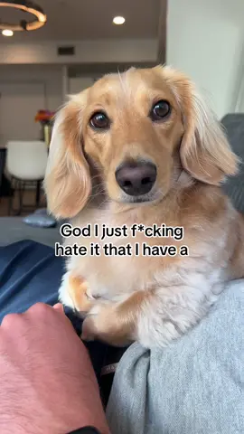 champagne problems #dachshund #dogsoftiktok 