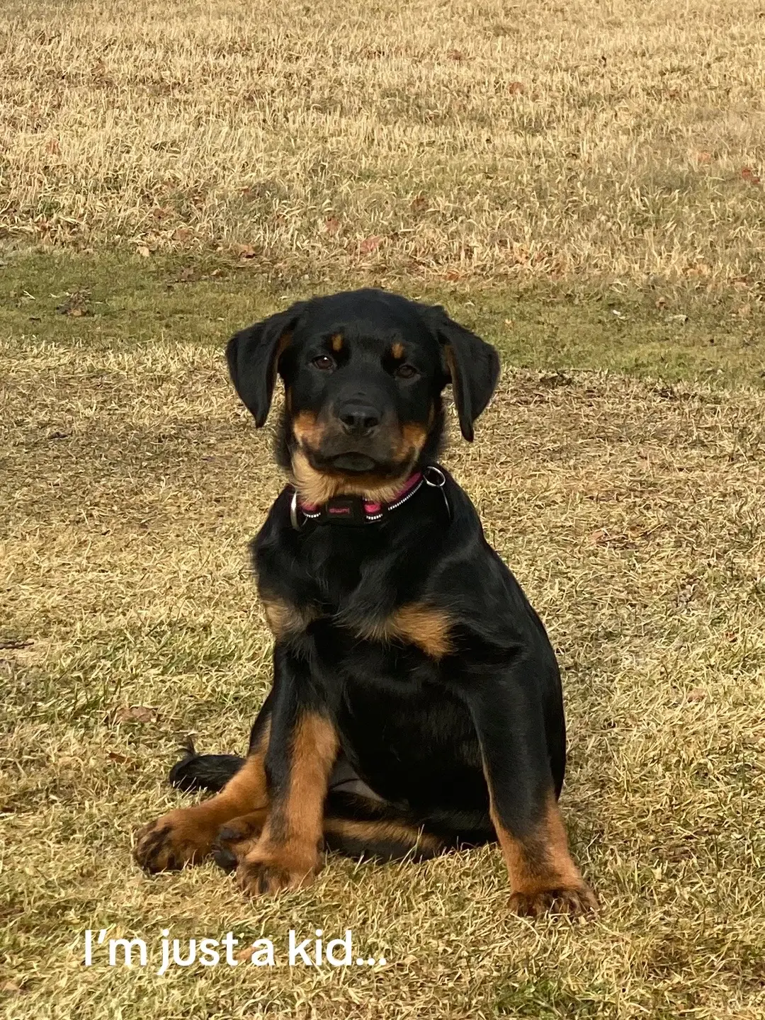 She’s turning two in a month😭🤍 #dogsoftiktok #rottweilersoftiktok #cutedogsoftiktok #imjustakidchallange #imnolongerakid #dogmomlife 