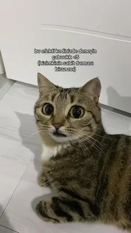 evde koşturup duruyo sürekli cöğaçsğx